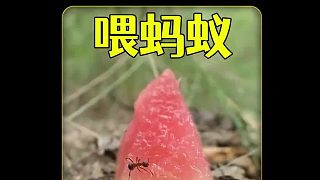 沉浸式喂蚂蚁，把一个西瓜放在蚂蚁窝的旁边，会发生什么事呢？