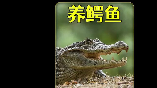 沉浸式养鳄鱼，把2米的巨型鳄鱼当宠物养，太刺激太好玩了