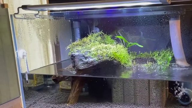 沉浸式养角蛙，历经100天养一只角蛙的过程，真是个大吃货