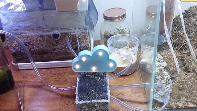 沉浸式养蚂蚁，把野外抓的大黄蜂放到蚂蚁巢里，会发生什么事呢？