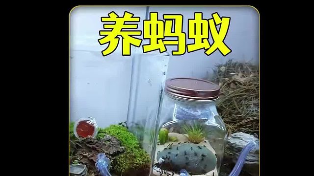 沉浸式养蚂蚁，打造有趣的蚂蚁乐园然后连接起来，太好玩太解压了
