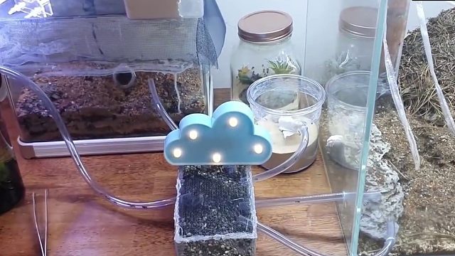 沉浸式养蚂蚁，给小蚂蚁们打造一条海底隧道，这太有意思了