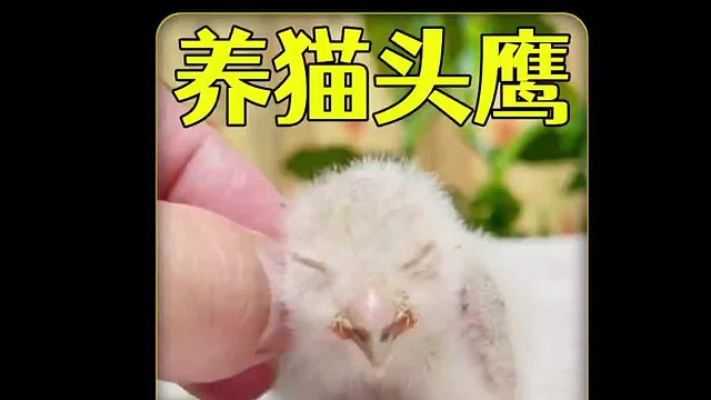 沉浸式养猫头鹰，记录卵孵化后60天成长过程，太可爱太好玩了