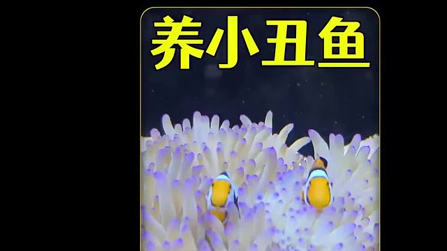 沉浸式养小丑鱼，出生以来第一次见到海葵的小丑鱼，是什么反应？