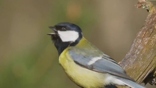打造一个小鸟屋，引来了两只小山雀在里面筑巢，太好玩太有趣了