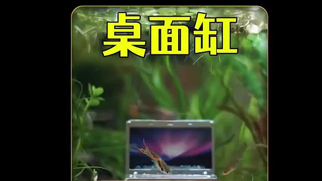 打造桌面生态缸，历经150天记录电脑桌生态缸，太好玩太有趣