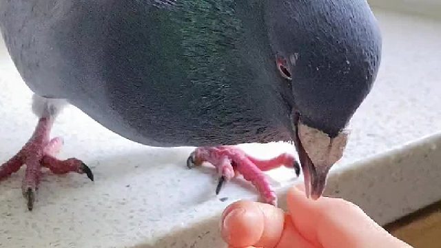 你可以永远相信阿刁，带回来的新孩子太漂亮了！该给它起个什么名字好呢？