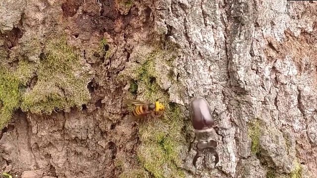 锹甲虫康复记，一只大黄蜂和锹甲虫的战斗，结果锹甲虫输的很惨