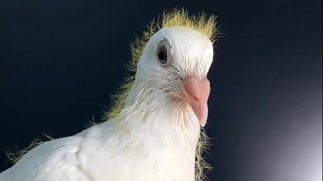 关于鸽子争先恐后要进锅这件事……