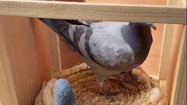 给鸽子会所增加些园林景观，再看看鸽子的宠物生活的怎么样了？