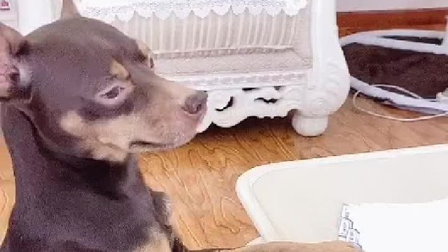 就问你能不能好好吃狗粮