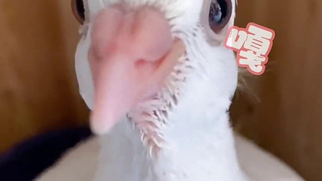 从一颗蛋开始零天手养的小鸽子满月啦！#萌宠日常记录 #vlog日常