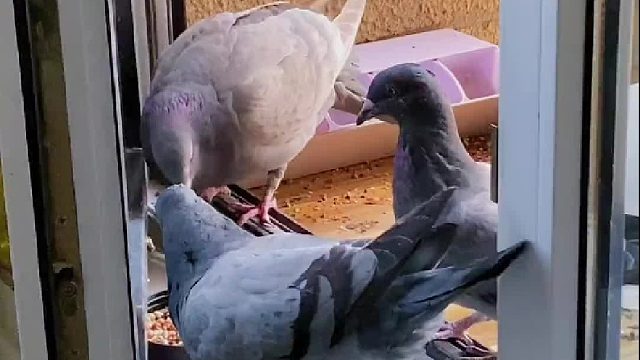 母鸽子打架的方式怎么和人有点像呢……#萌宠出道计划 #奇妙的动物