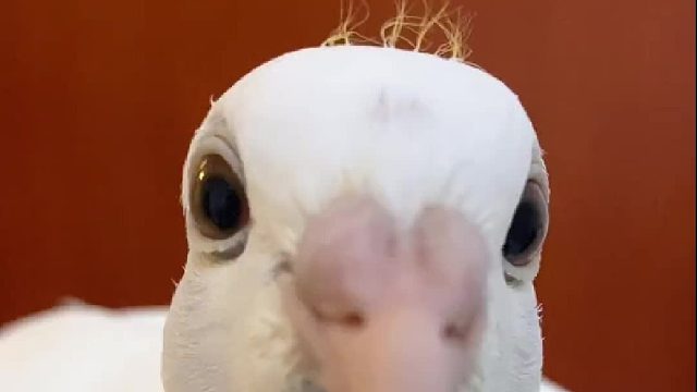 感谢天降的缘分，不然我都不知道鸽子是这么完美的宠物#萌宠日常记录 #vlog日常 #手养鸟