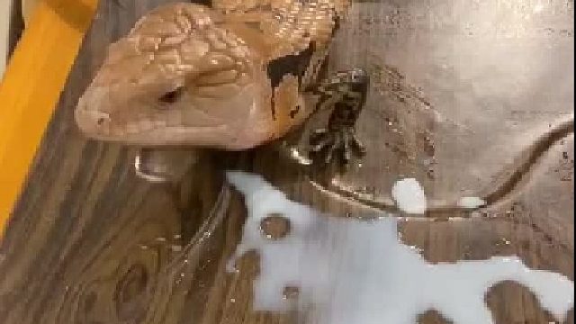 #蓝舌 蓝色的舌头你想拥有吗