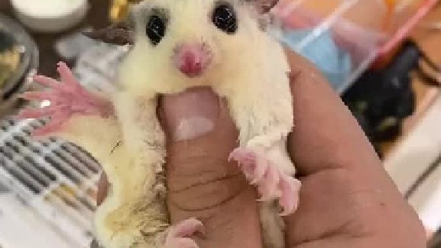 两天之内，让它闭嘴！#玩家蜜袋鼯 #魔鬼训练