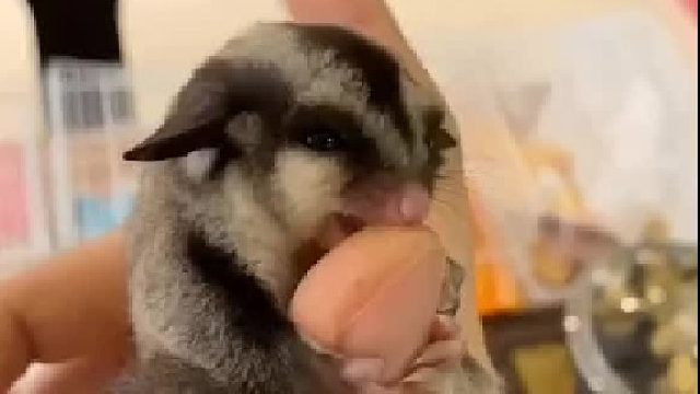 小蜜会慢慢信任主人，一定要善待它，对它好，这才是养宠物的基本素质。#宠物 #新手宠物 #萌宠 #小宠 #蜜袋鼯