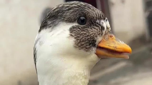 原来动画片是真的从动画片里走出来的鸭鸭