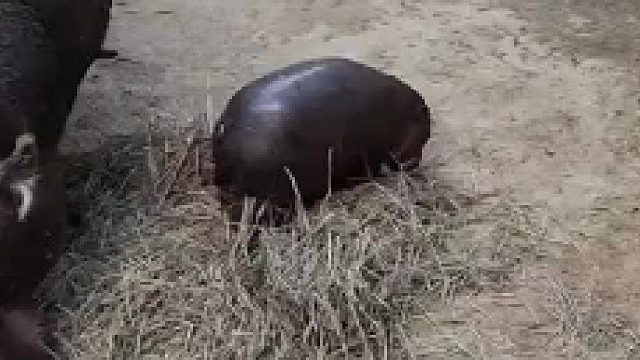 小河马好淘气啊 ​