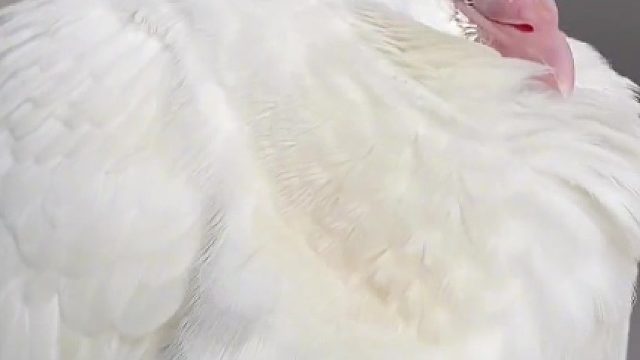 小鸽子能有什么坏心思呢…#萌宠日常记录 #vlog日常 #铲屎官的乐趣