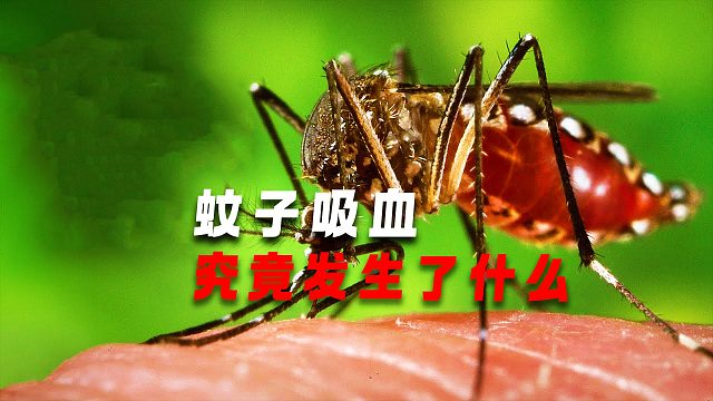 蚊子的吸血过程究竟有多恐怖？