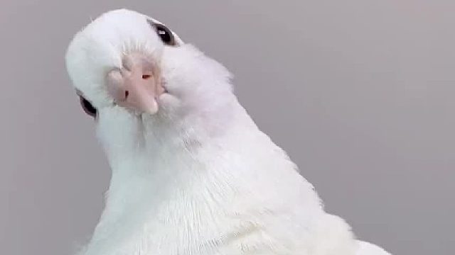 肥水不流外人田？恋爱还是鸽子谈的野