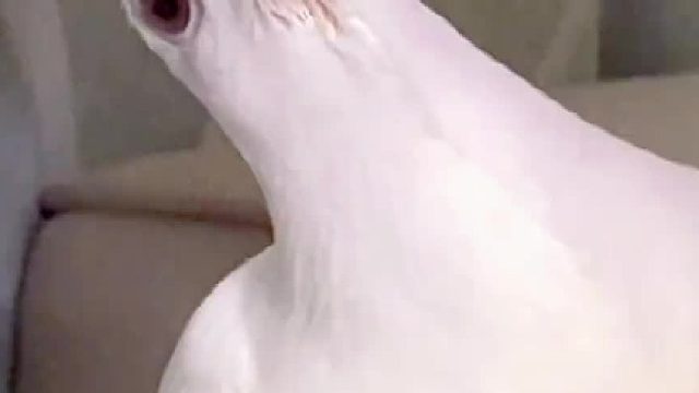 养鸽子会遇到的最大难题就这样迎刃而解