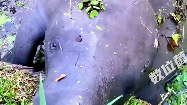 哼哼哈哈！海牛还是海猪啦？爬岸边吃草吓坏路人！