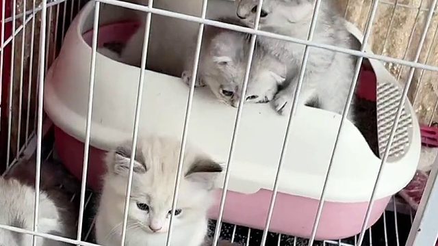 小橙开始教徒弟了。#小奶猫的成长日记