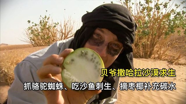 贝爷撒哈拉沙漠荒野求生，抓骆驼蜘蛛、沙鱼刺生、摘椰枣补充碳水