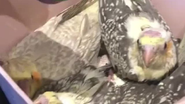 鹦鹉亲别的小鸟的时候居然也会有mua声吗