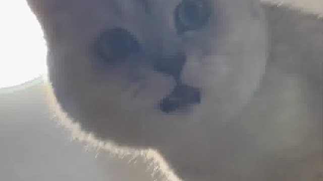 猫咪有两幅面孔