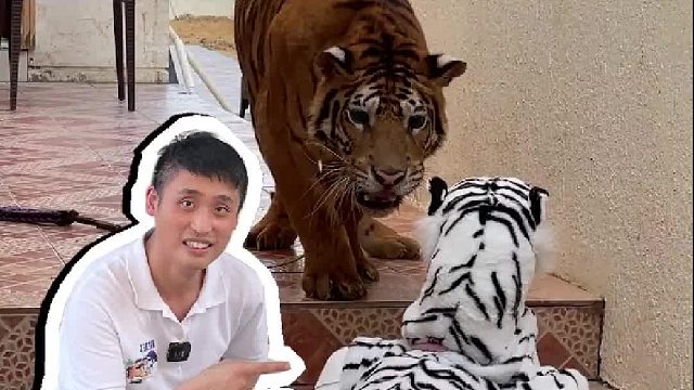 迪拜老虎遇见机器狗假扮的老虎，难道这就是爱情！