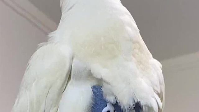 今天给小鸽子搬了个家#萌宠日常记录 #萌宠出道计划