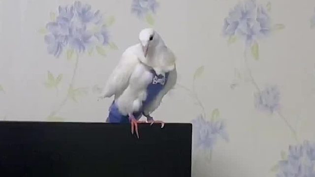 给小鸽子进行听口令上手训练#萌宠日常记录 #手养鸟 #萌宠成长记