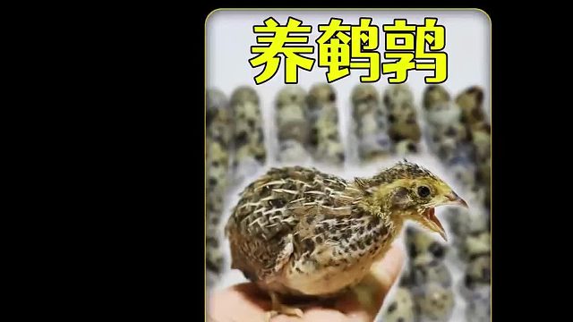 沉浸式养鹌鹑，超市买了100个鹌鹑蛋孵化20天，终于出来了