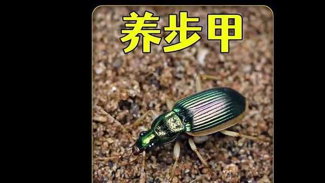 沉浸式养步甲，屁屁会喷射出一百度以上的高温屁，我劝你别养