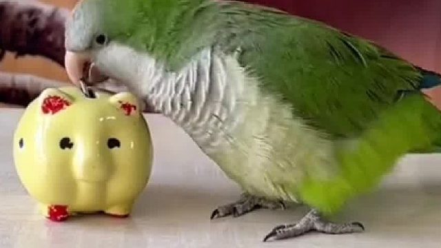 闲着没事鹦鹉表演个才艺，助助兴