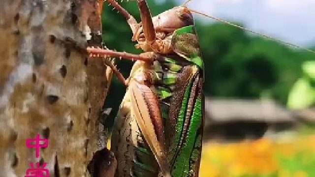 声音是由物体振动产生的，蝈蝈是如何发声的