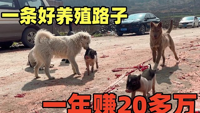 一条养殖好路子，出生7天卖500块，我养了一对，希望一年赚20多万