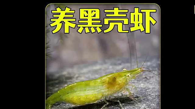 沉浸式养黑壳虾，用黑壳虾给野外的河里除藻，结果让人哭笑不得