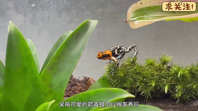 沉浸式养箭毒蛙，花3500买了两只箭毒蛙养了七个月，却消失了