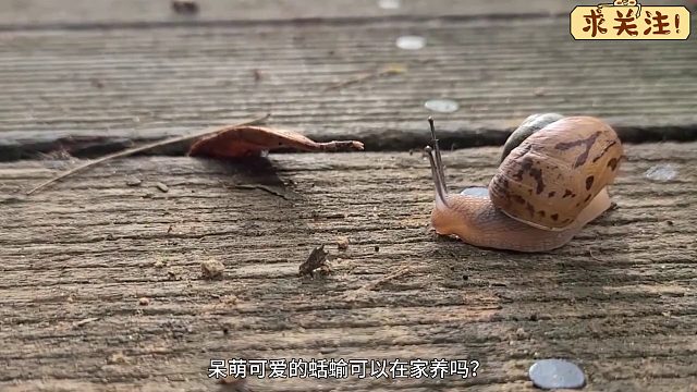 沉浸式养蛞蝓，没房没车还没颜值的鼻涕虫，这该怎么活呢？