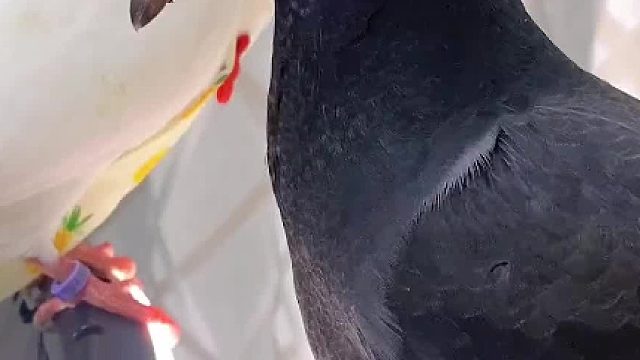 真不能怪网友怀疑鸽子压根就是我养的……这次连我自己都想不明白，为什么它能和我这么亲！#萌宠出道计划 #动物趣事 #萌宠日常记录