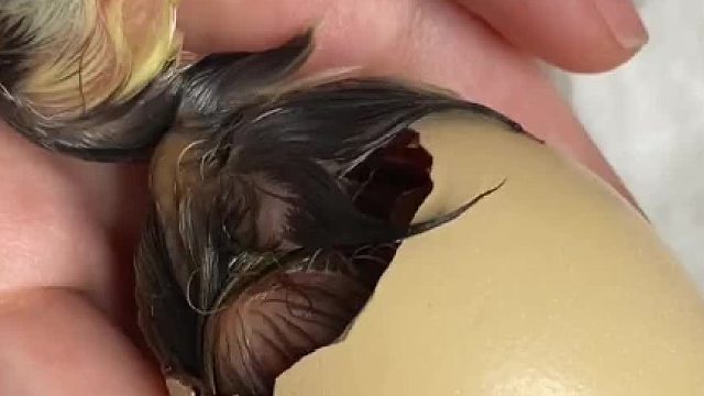 下载想买芦丁鸡竟买成芦花鸡？！只差了一个字应该差不多吧……#萌宠日常记录 #动物趣事 #芦丁鸡