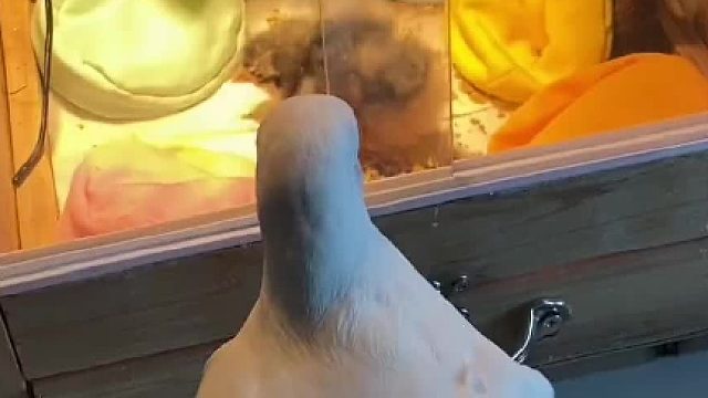 温度湿度食物都达标的情况下，小鸡为什么还是一直叫呢？#萌宠日常记录 #vlog日常 #饲养员日常