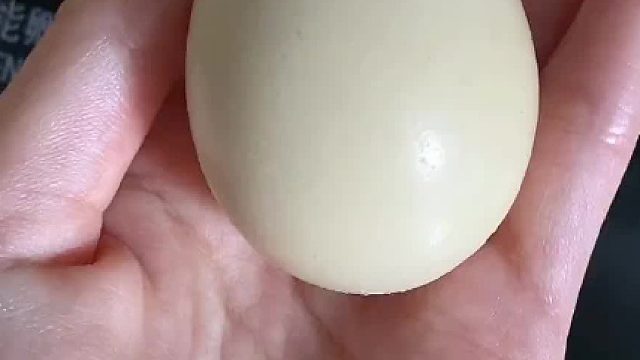 论阿刁的单眼皮不配被遗传这件事……小鸽子全都是大双眼皮呢#萌宠日常记录 #萌宠出道计划