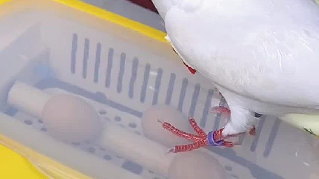 阿刁的第三窝小鸽子活了两只噢！另一只简直是星夜的翻版呢#萌宠日常记录 #饲养员日常