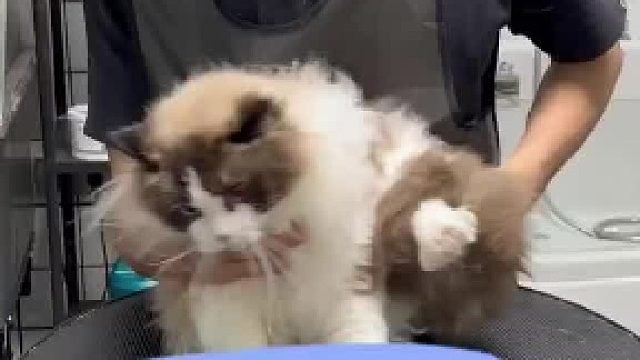 日常洗护 布偶 洗的时候总是很疲惫 但是洗完很有成就感 #布偶猫 #猫咪洗护 #宠物店