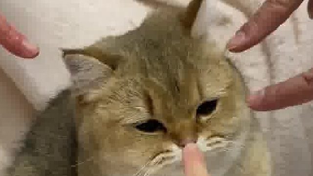 猫：我是触犯天条了吗……